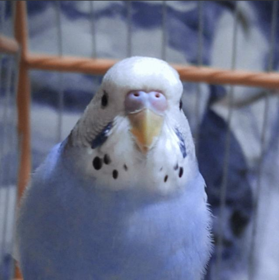 bird Avatar